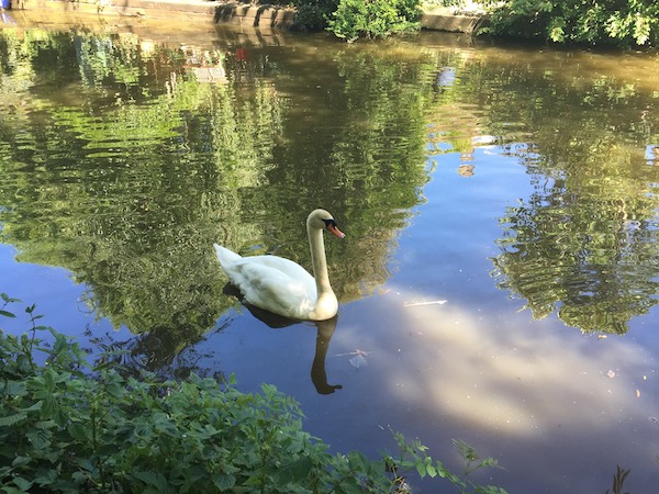 Swan on canal